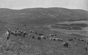Sheep herding in Israel - 1890s